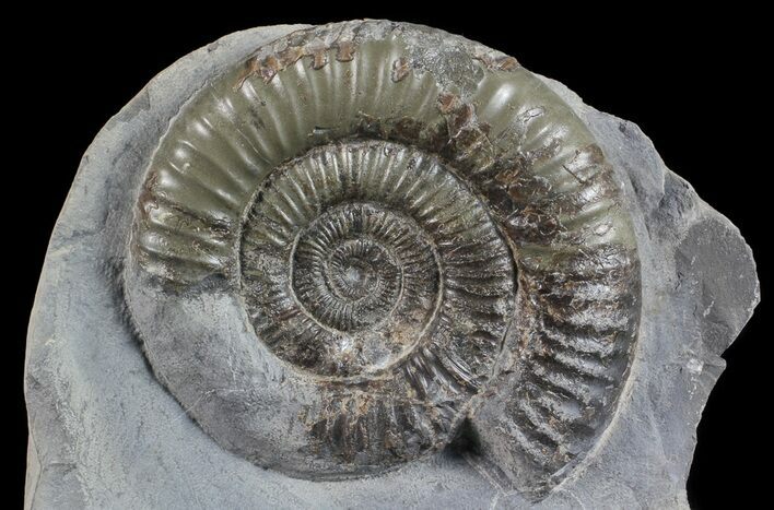 Dactylioceras Ammonite Stand Up - England #68149